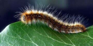 Killer caterpillars that cause allergies assaults invade Queen's back garden 17