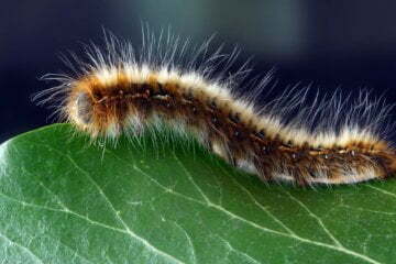 Killer caterpillars that cause allergies assaults invade Queen's back garden 3