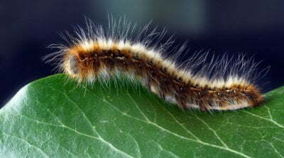 Killer caterpillars that cause allergies assaults invade Queen's back garden 1