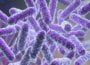 How the Microbiome Might Predict Diabetes, Premature Birth and Gut Diseases 6