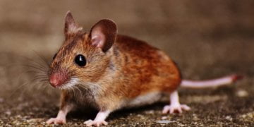 Use of male mice skews drug studies towards girls, have a look at finds 18