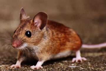 Use of male mice skews drug studies towards girls, have a look at finds 3