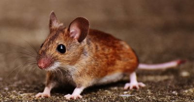 Use of male mice skews drug studies towards girls, have a look at finds 4