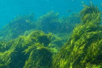 Seaweeds May Help Manage Hypertension, Finds Study 3