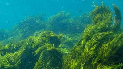 Seaweeds May Help Manage Hypertension, Finds Study 7